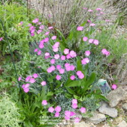 Location: My garden in Kentucky
Date: 2012-04-22