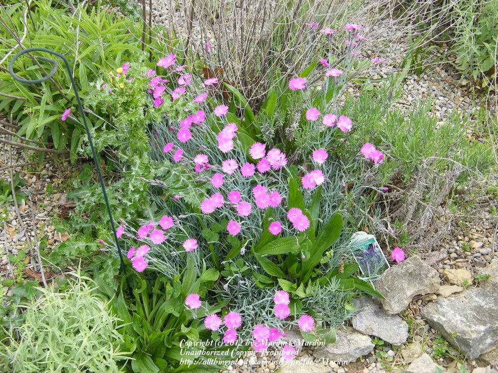 Photo of Cheddar Pink (Dianthus gratianopolitanus 'Feuerhexe') uploaded by Marilyn