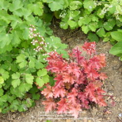 Location: My garden in Kentucky
Date: 2012-04-22
This gorgeous Heuchera only gets morning sun. Planted in 2011.