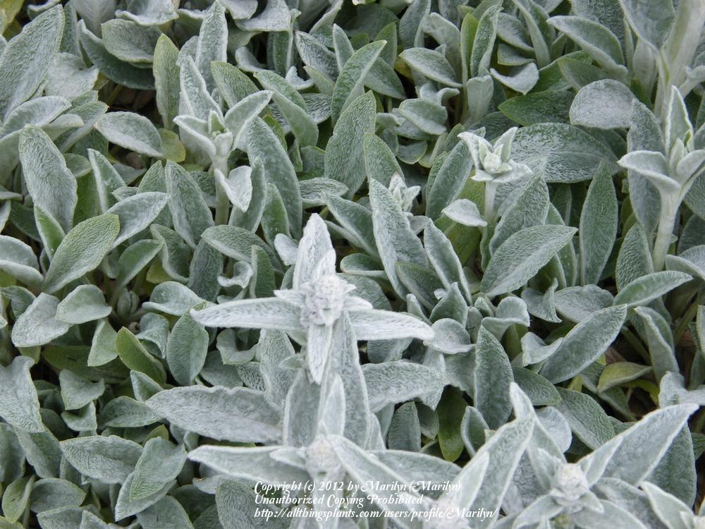 Photo of Lambs' Ears (Stachys byzantina) uploaded by Marilyn