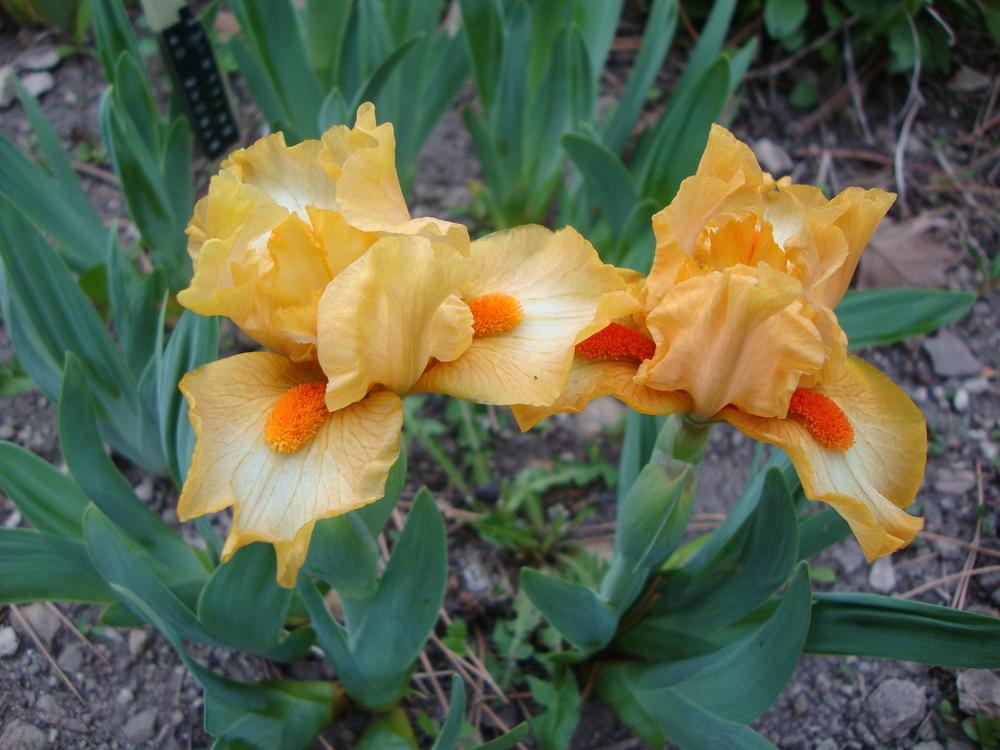 Photo of Standard Dwarf Bearded Iris (Iris 'Stroke of Brilliance') uploaded by Paul2032