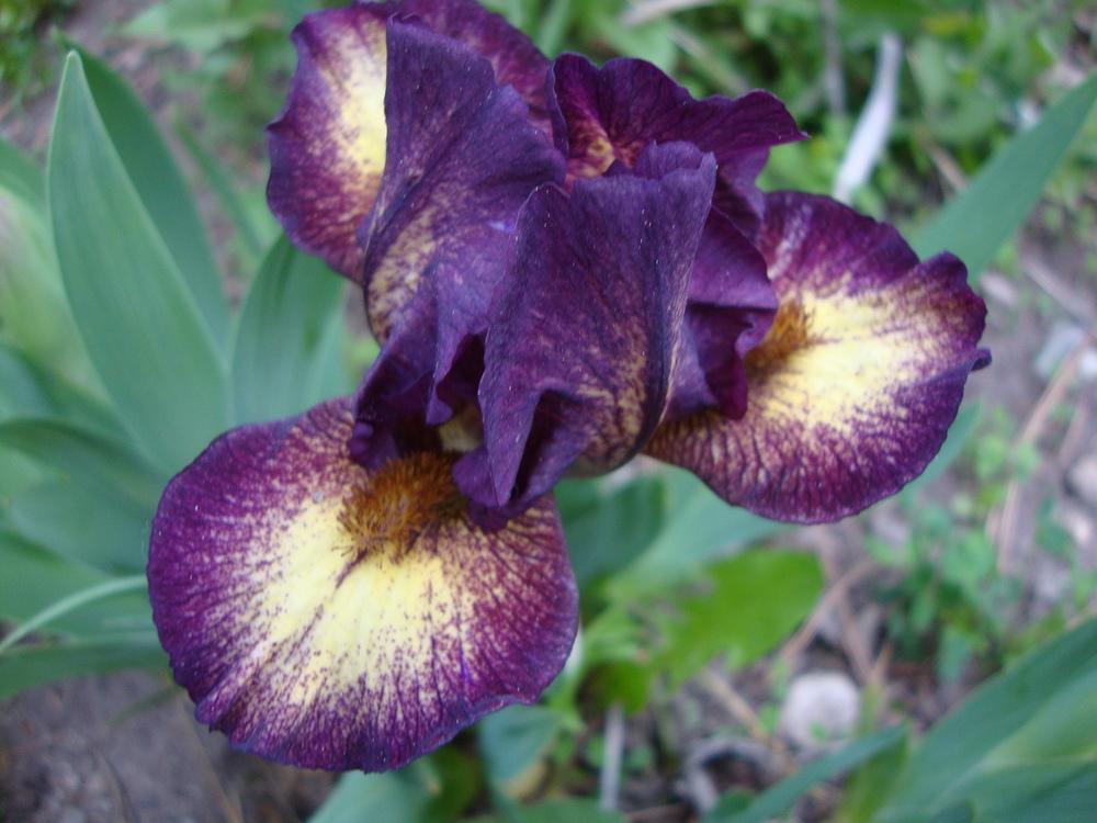 Photo of Standard Dwarf Bearded Iris (Iris 'Ballistic') uploaded by Paul2032