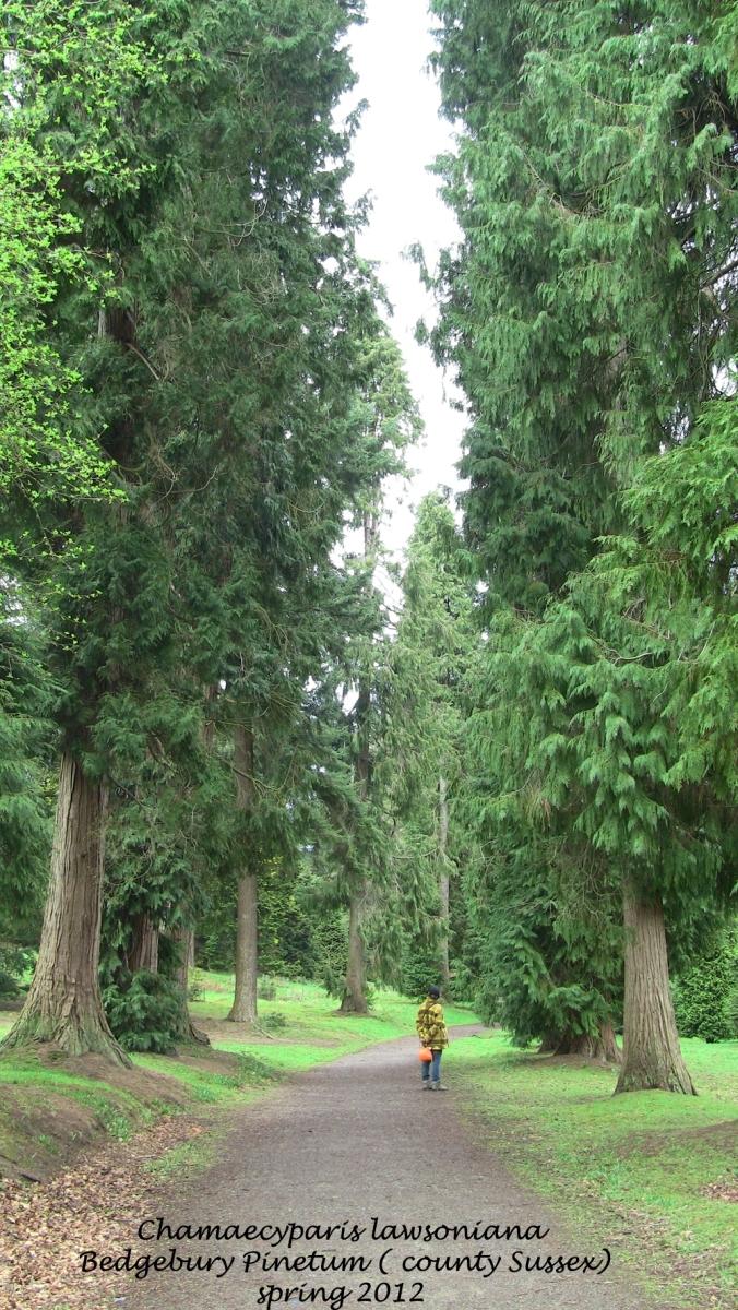 Photo of Lawson Cypress (Chamaecyparis lawsoniana) uploaded by bonitin
