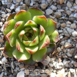 Location: zone 5. Denver, CO
Date: 2012-04-20
New plant. Source: Mountain Crest Gardens