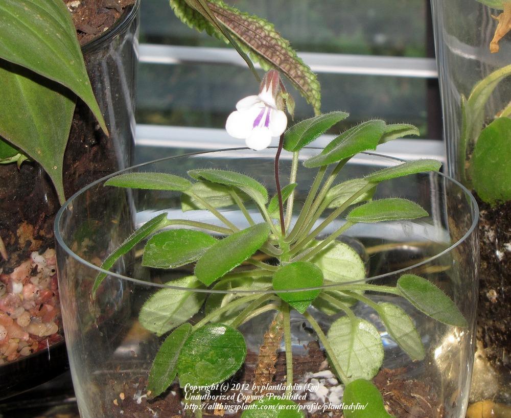Photo of Chirita (Metapetrocosmea tamiana) uploaded by plantladylin