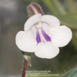 Location: Daytona Beach, Florida
Date: 2012-04-26 
 Pretty little bloom on this miniature Chirita.