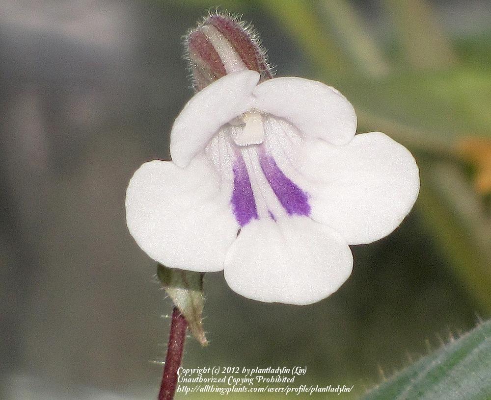 Photo of Chirita (Metapetrocosmea tamiana) uploaded by plantladylin