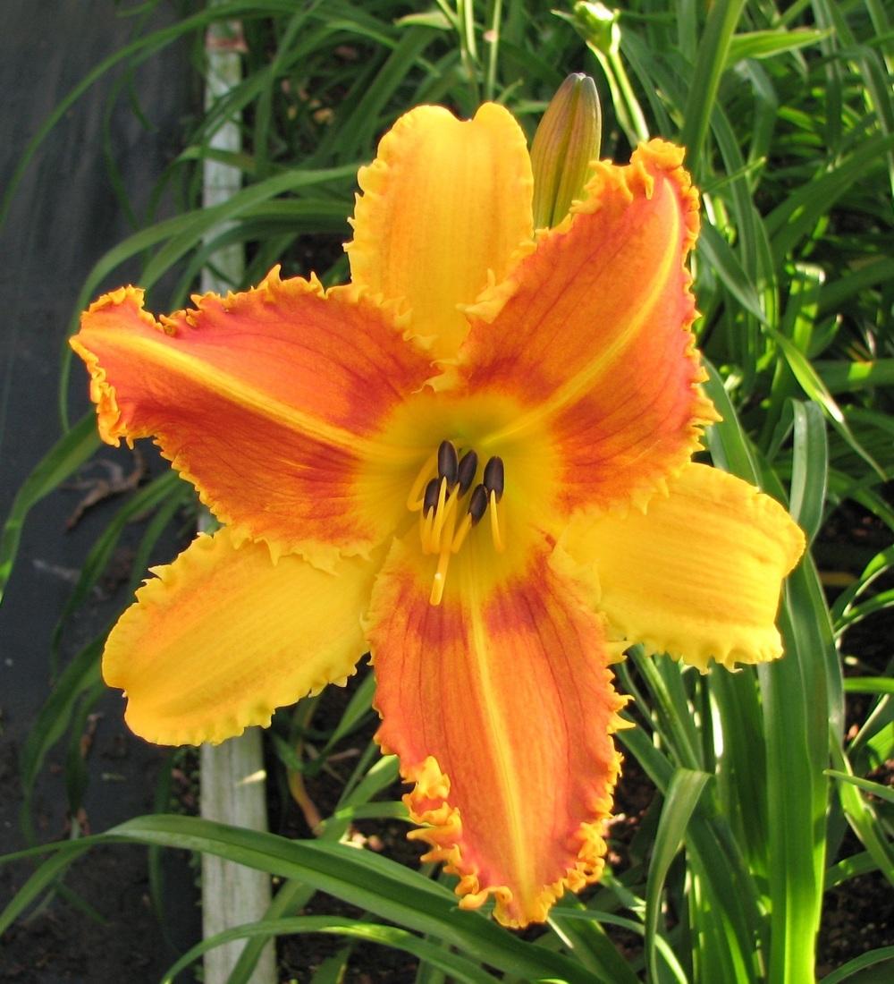 Photo of Daylily (Hemerocallis 'Tooth and Nail') uploaded by tink3472