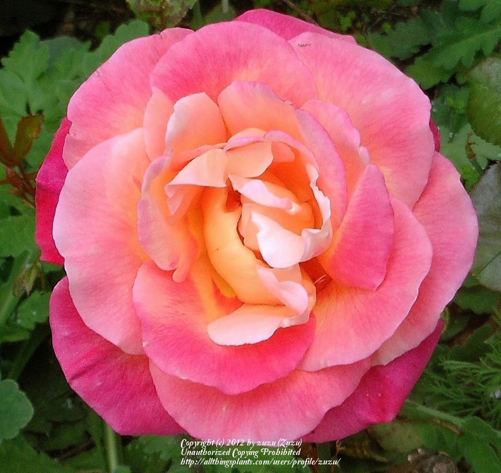 Photo of Rose (Rosa 'Mikado') uploaded by zuzu