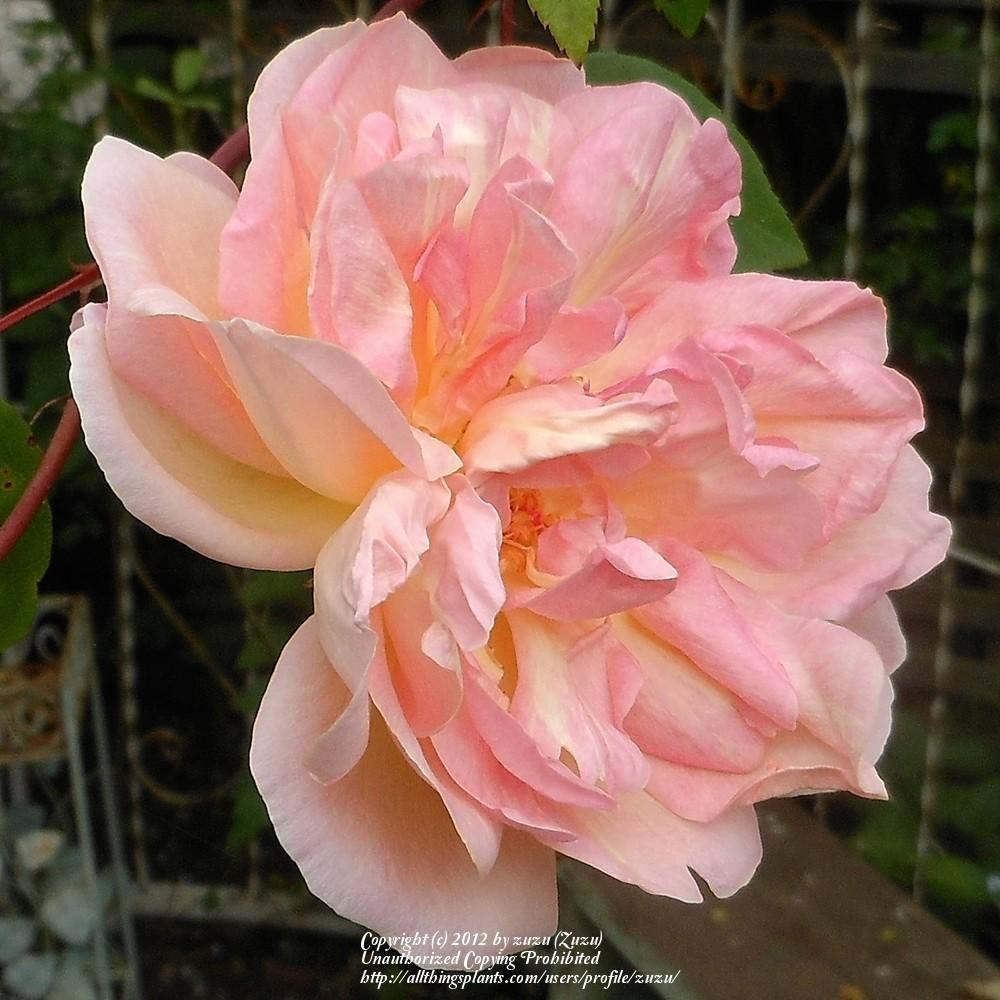 Photo of Rose (Rosa 'Souvenir de Madame Leonie Viennot') uploaded by zuzu