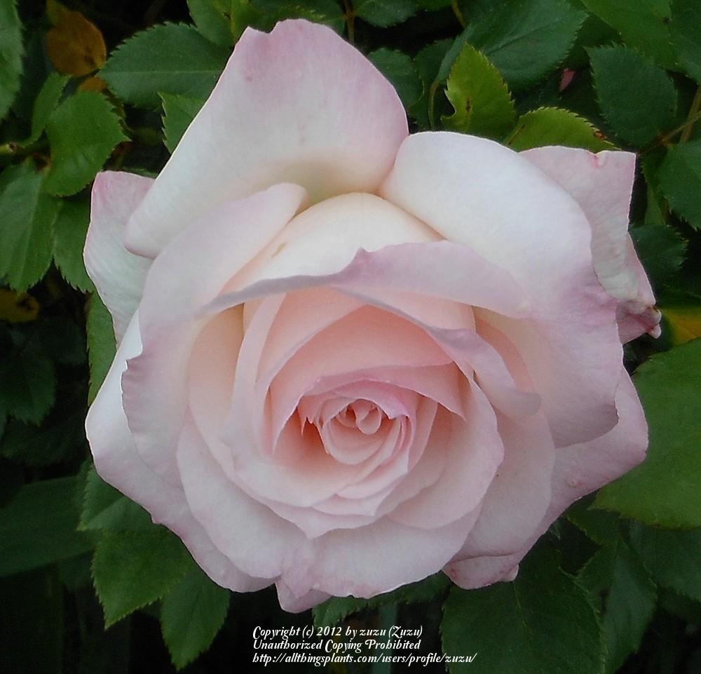 Photo of Rose (Rosa 'Kisme') uploaded by zuzu