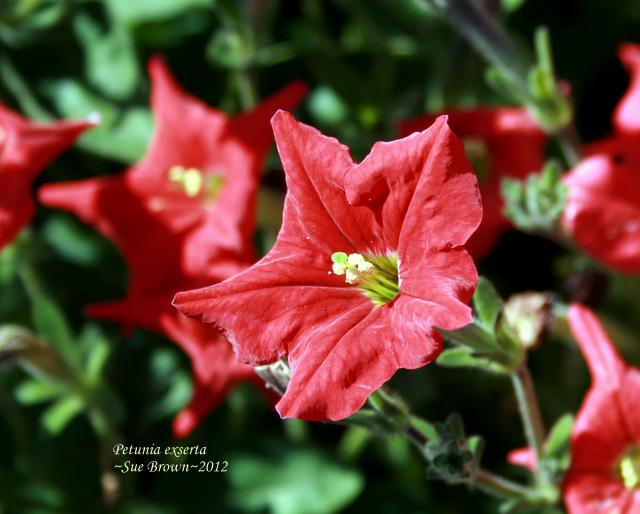 Photo of Petunia (Petunia exserta) uploaded by Calif_Sue