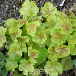Location: My garden in Kentucky
Date: 2012-04-01
'Tiramisu'.