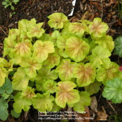 Location: My garden in Kentucky
Date: 2012-04-04
'Tiramisu'