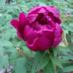 Location: Pleasant Grove, Utah
Date: 2012-04-26
In a friends garden