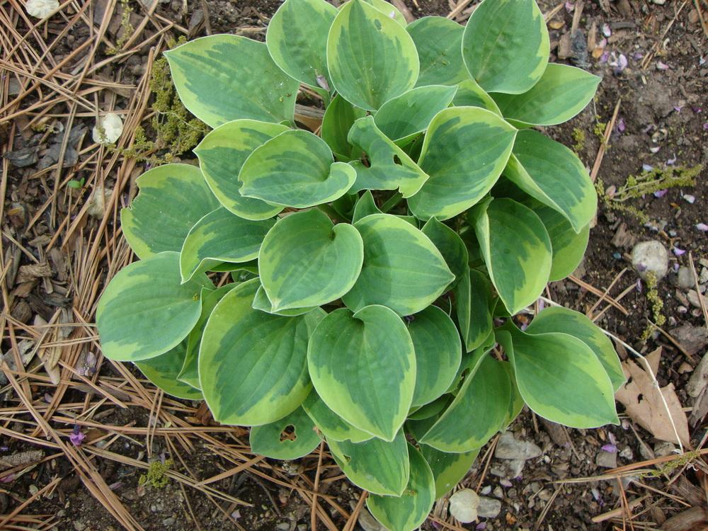 Photo of Hosta 'Cameo' uploaded by Paul2032