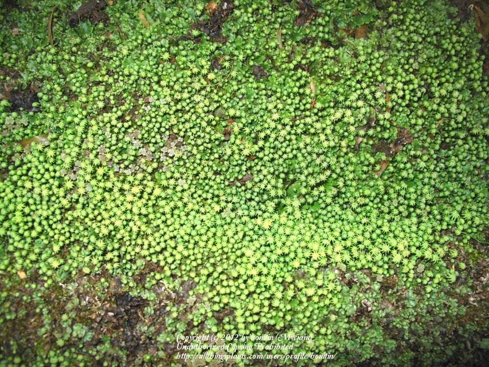 Photo of Liverwort (Marchantia polymorpha) uploaded by bonitin