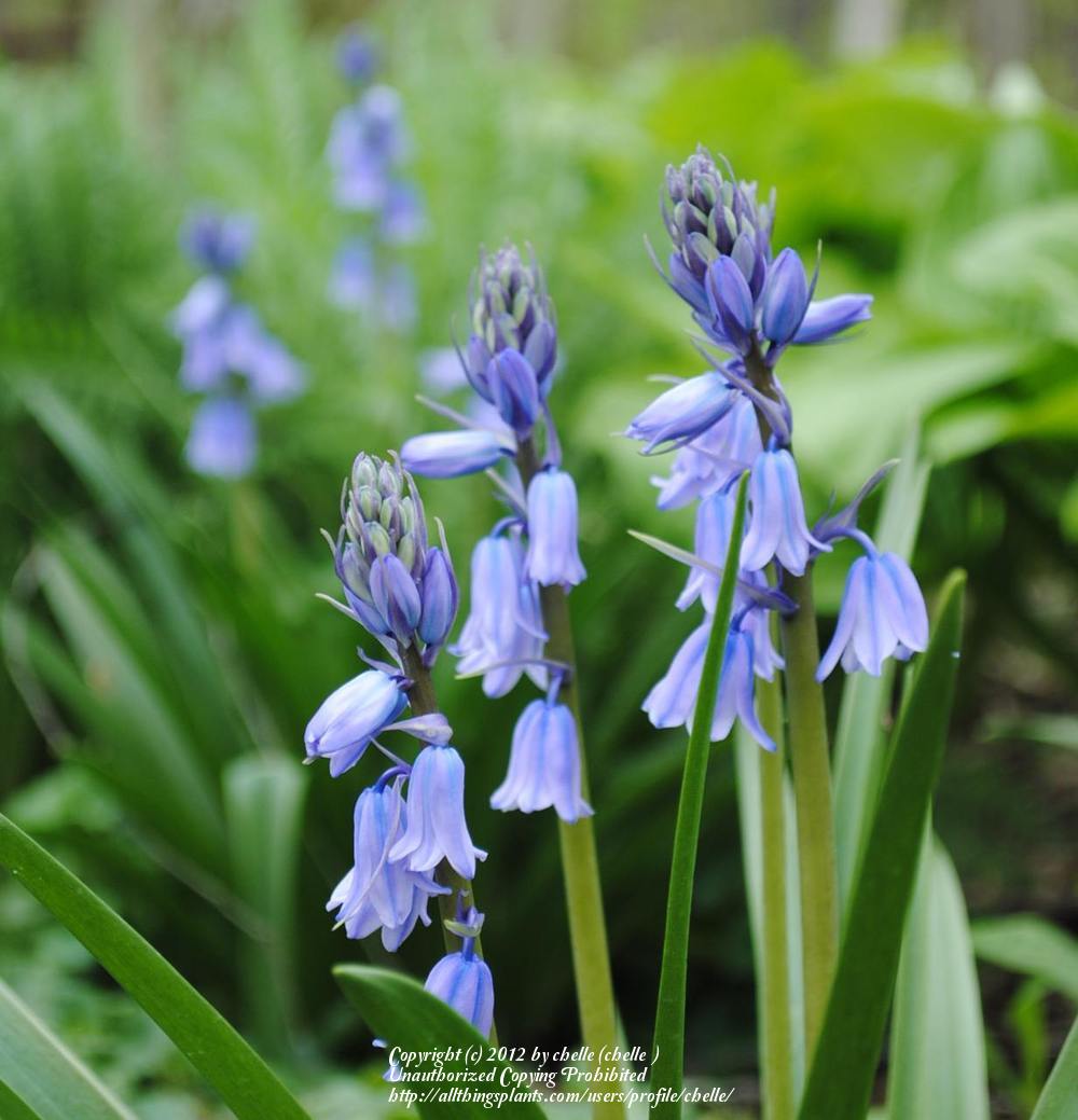 Photo of Spanish Bluebell (Hyacinthoides hispanica 'Excelsior') uploaded by chelle