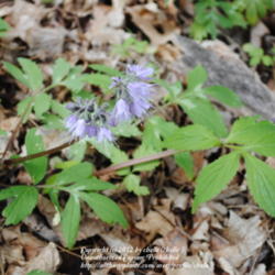 Location: Natural Area in Northeastern Indiana - Zone 5b
Date: 2012-04-26