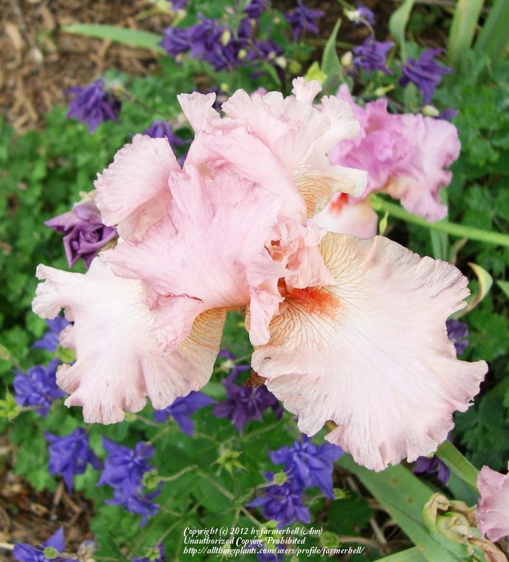 Photo of Tall Bearded Iris (Iris 'Prissy Miss') uploaded by farmerbell