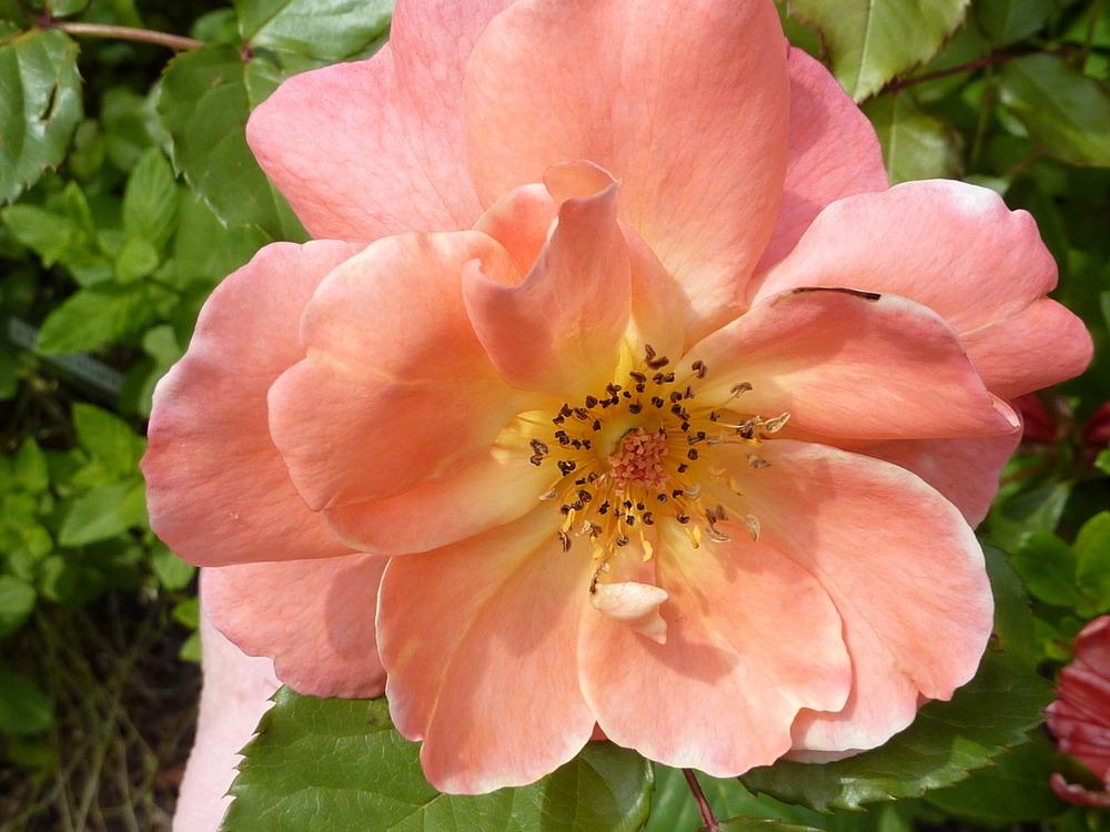 Photo of Rose (Rosa 'Westerland') uploaded by sandnsea2