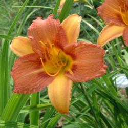 
Date: 2006-07-03
Photo Courtesy of Nova Scotia Daylilies Used with Permission