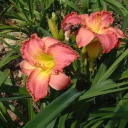
Date: 2008-07-08
Photo Courtesy of Nova Scotia Daylilies Used with Permission