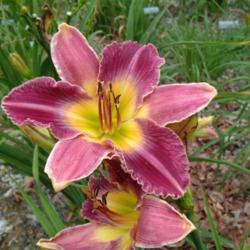
Date: 2009-08-11
Photo Courtesy of Nova Scotia Daylilies Used with Permission