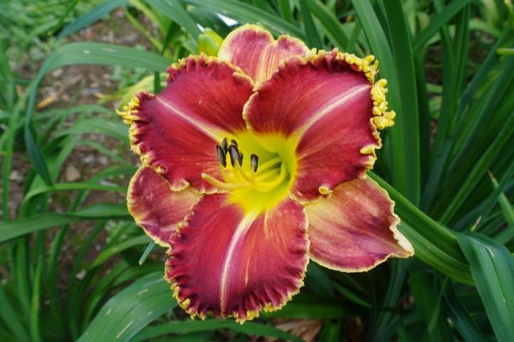 Photo of Daylily (Hemerocallis 'Upon This Rock') uploaded by vic