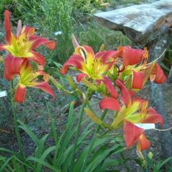 
Date: 2003-07-29
Photo Courtesy of Nova Scotia Daylilies Used with Permission