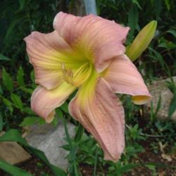 
Date: 2003-07-17
Photo Courtesy of Nova Scotia Daylilies Used with Permission
