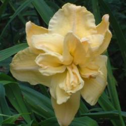 
Date: 2003-08-11
Photo Courtesy of Nova Scotia Daylilies Used with Permission
