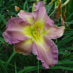 
Date: 2010-07-29
Photo Courtesy of Nova Scotia Daylilies Used with Permission