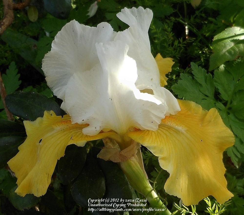 Photo of Tall Bearded Iris (Iris 'Yes') uploaded by zuzu