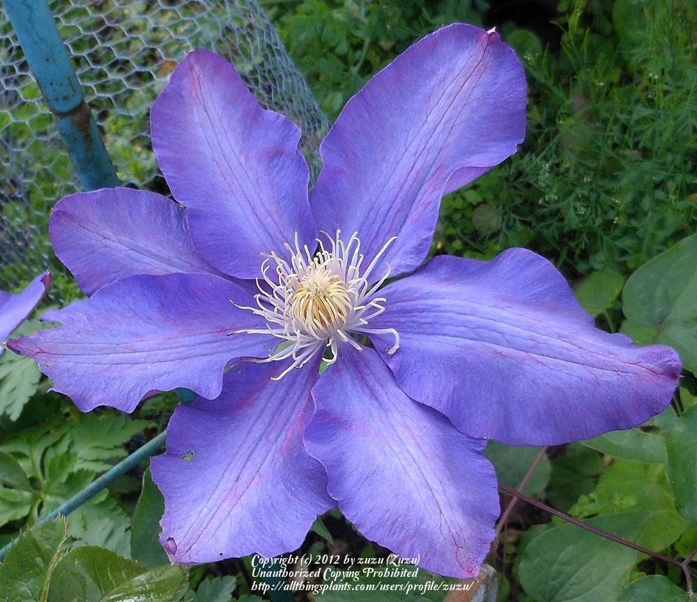 Photo of Clematis 'H.F. Young' uploaded by zuzu