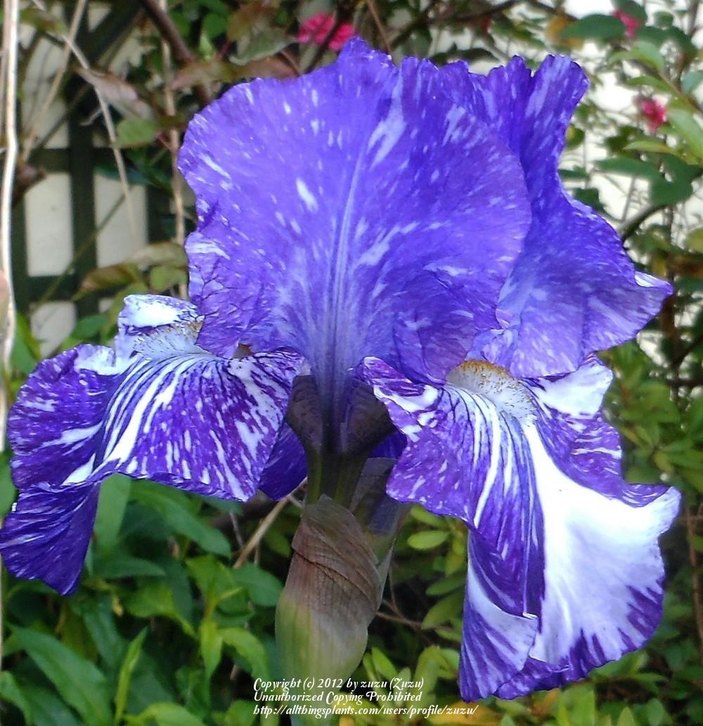 Photo of Border Bearded Iris (Iris 'Batik') uploaded by zuzu