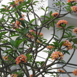 Location: Florida Keys
Date: April 2012
An outstanding specimen tree.