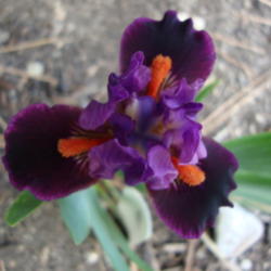 Location: Pleasant Grove, Utah
Date: 2012-04-27
In my garden
