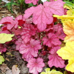 Location: Wilmington, DE
Date: Spring 2012
Very jewel tone color.