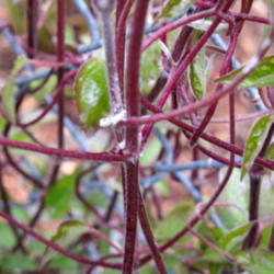 Location: My garden, zone 4 Wisconsin
Date: 2012-04-28
Stems in early spring