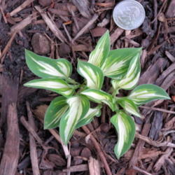 Location: My yard, zone 4 Wisconsin
Date: 2012-04-28
Emerging in spring