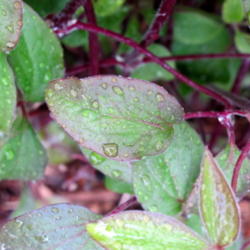 Location: My garden, zone 4 Wisconsin
Date: 2012-04-28
Color of new leaves in spring