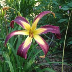 
Date: 2008-07-05
Photo Courtesy of Nova Scotia Daylilies Used with Permission