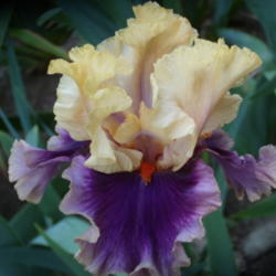 Location: My garden in Bakersfield, CA
Date: April 27, 2012