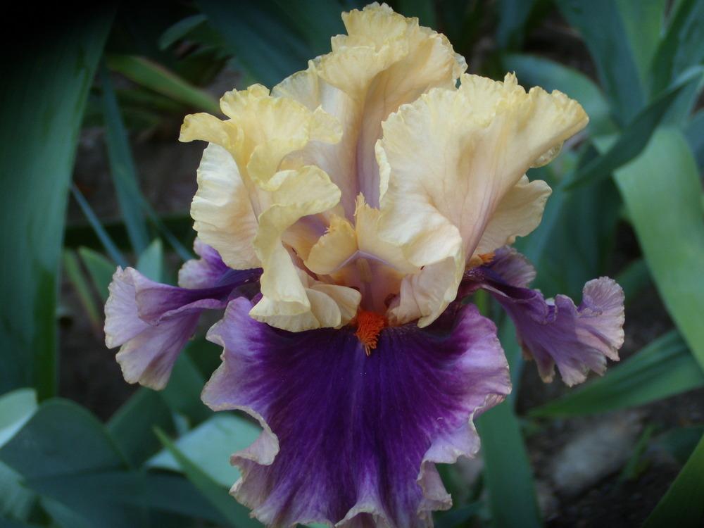 Photo of Tall Bearded Iris (Iris 'Hollywood Lights') uploaded by Betja