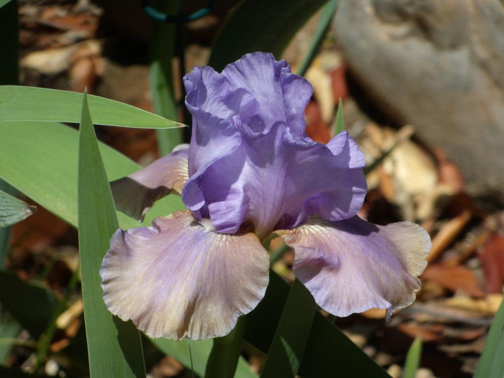 Photo of Tall Bearded Iris (Iris 'Sottobosco') uploaded by Betja