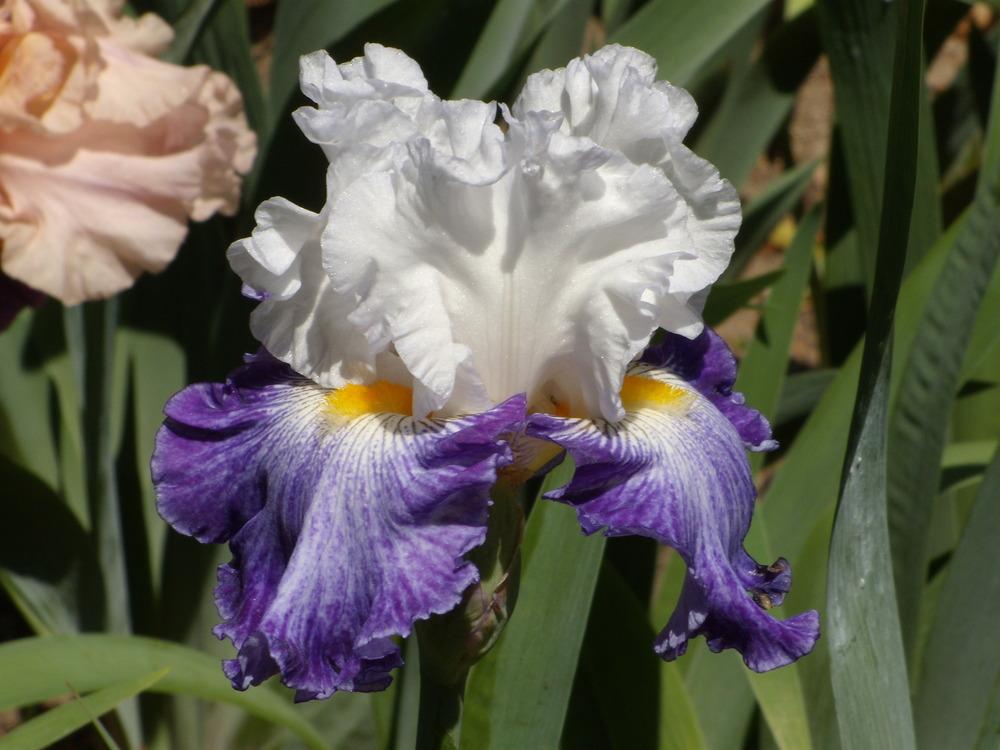 Photo of Tall Bearded Iris (Iris 'Cold Creek') uploaded by Betja