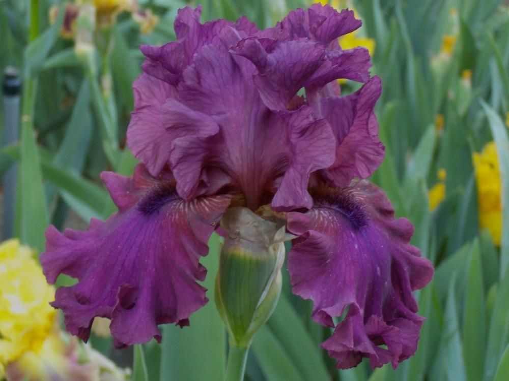 Photo of Tall Bearded Iris (Iris 'Palace Symphony') uploaded by Betja