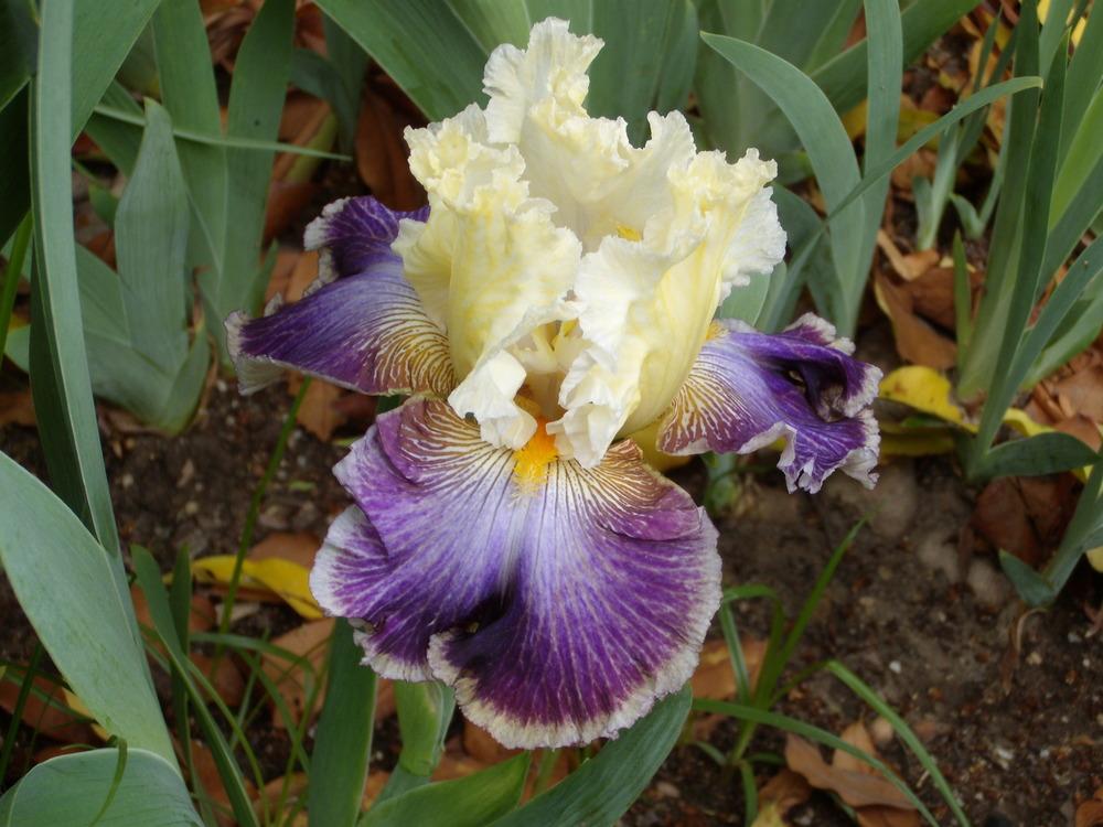 Photo of Tall Bearded Iris (Iris 'Twin Cities') uploaded by Betja