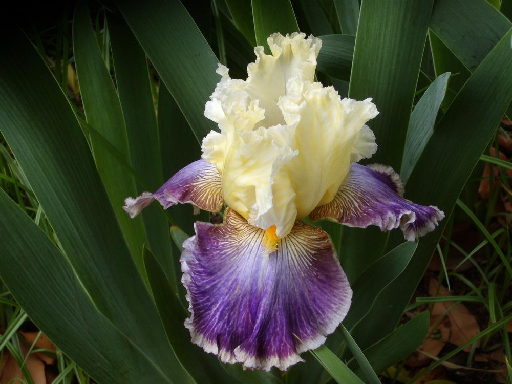 Photo of Tall Bearded Iris (Iris 'Twin Cities') uploaded by Betja